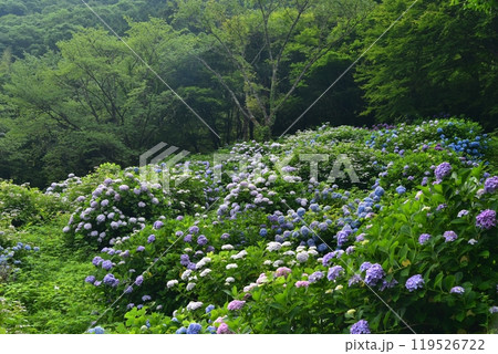 高知県仁淀川町 大渡ダム湖畔の公園に咲いて雨を待つ紫陽花たち 高知県仁淀川町 大渡ダム湖畔の公園に咲いて雨を待つ紫陽花たち 119526722