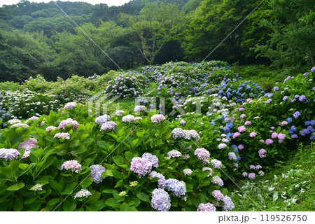 高知県仁淀川町　大渡ダム湖畔の公園に咲いて雨を待つ紫陽花たち 119526750