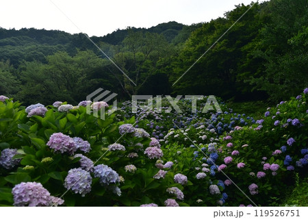 高知県仁淀川町　大渡ダム湖畔の公園に咲いて雨を待つ紫陽花たち 119526751