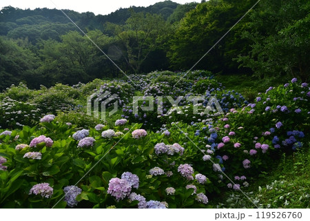 高知県仁淀川町 大渡ダム湖畔の公園に咲いて雨を待つ紫陽花たち 高知県仁淀川町 大渡ダム湖畔の公園に咲いて雨を待つ紫陽花たち 119526760