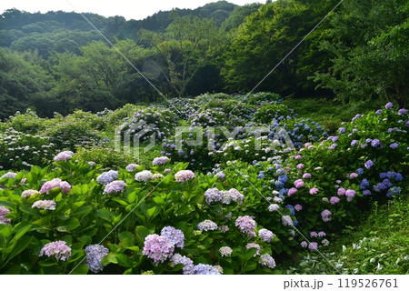 高知県仁淀川町　大渡ダム湖畔の公園に咲いて雨を待つ紫陽花たち 119526761