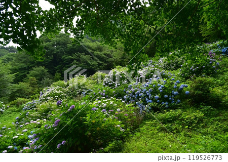 高知県仁淀川町　大渡ダム湖畔の公園に咲いて雨を待つ紫陽花たち 119526773