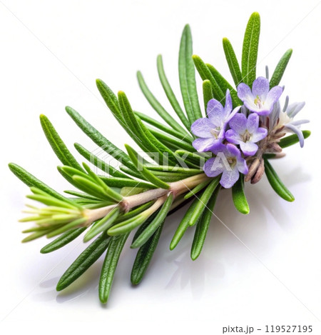 lavender flowers isolated on white background lavender flowers isolated on white background 119527195