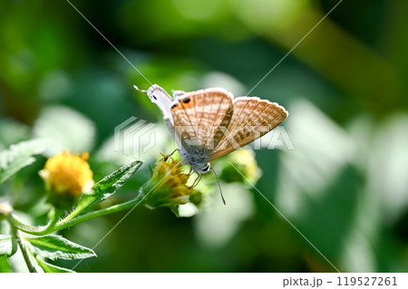 ウラナミシジミ ウラナミシジミ 119527261