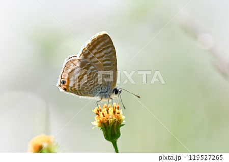 ウラナミシジミ ウラナミシジミ 119527265