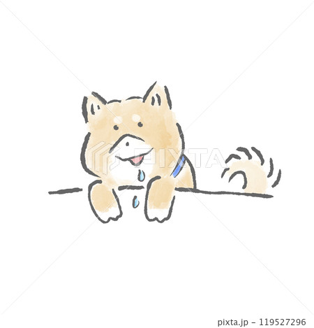 お腹空いてる柴犬 119527296