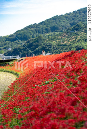 【徳島県勝浦郡勝浦町星谷】群生する彼岸花【秋】 119527669