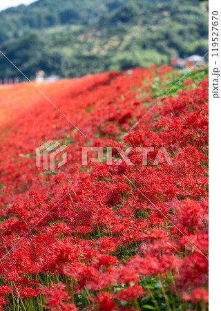 【徳島県勝浦郡勝浦町星谷】群生する彼岸花【秋】 【徳島県勝浦郡勝浦町星谷】群生する彼岸花【秋】 119527670
