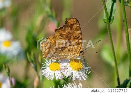 白いヒメジョオンの花を吸蜜するキタテハ 119527753