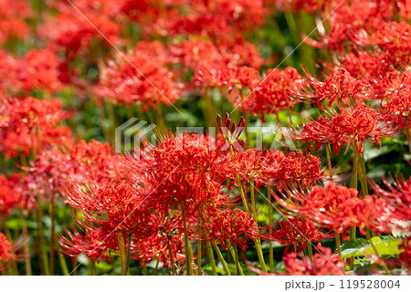 【秋】群生する彼岸花【徳島県勝浦郡勝浦町星谷】 119528004