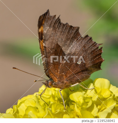 黄色い花を吸蜜するキタテハ 119528041