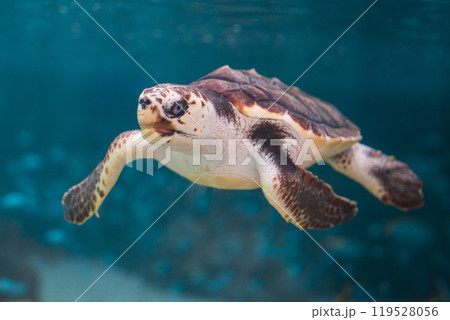 優雅に泳ぐウミガメ 119528056