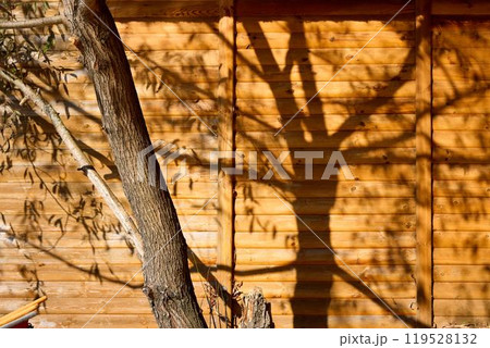 Sunlight Casting Tree Shadows on Wooden Cabin Wall 119528132