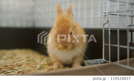 かわいい仔うさぎ 119528657