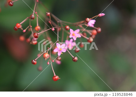 開花したピンク色のハゼランの花 開花したピンク色のハゼランの花 119528846