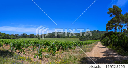 Vines on the Porquerolles island, Vineyard landscape, Summer vines on the Porquerolle island, South Vines on the Porquerolles island, Vineyard landscape, Summer vines on the Porquerolle island, South 119528996