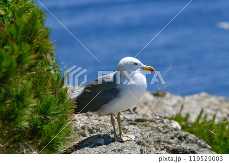 Seagulls and wildlife, Ile de Porquerolles, Provence, France Seagulls and wildlife, Ile de Porquerolles, Provence, France 119529003