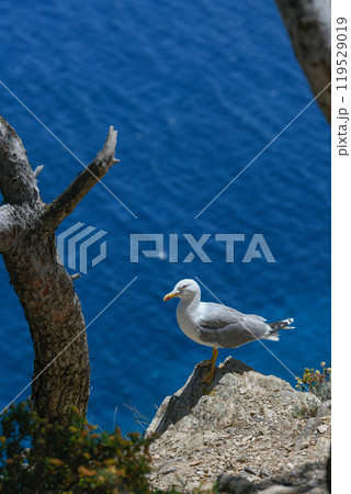 Seagulls and wildlife, Ile de Porquerolles, Provence, France Seagulls and wildlife, Ile de Porquerolles, Provence, France 119529019