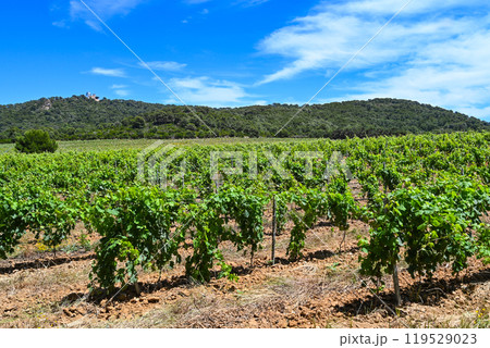 Vines on the Porquerolles island, Vineyard landscape, Summer vines on the Porquerolle island, South 119529023