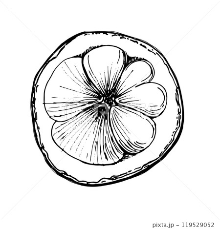 Whole mangosteen fruit. Juicy sour, sweet fruit drawn by hand in graphic technique, vector format translated, in black and white shades. For tea and juice packaging design, for cafe menus, printing 119529052