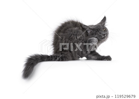 Maine Coon cat kitten on black background Maine Coon cat kitten on black background 119529679