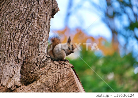 木の上でクルミを食べるエゾリス 119530124