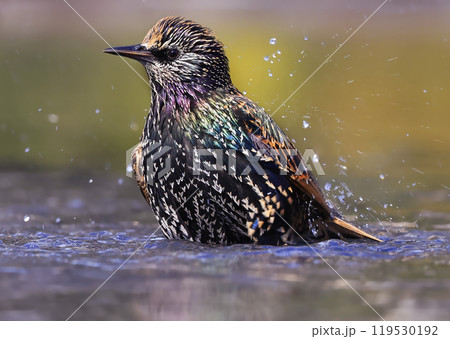 European Starling splashing into the water, Washington DC, USA 119530192
