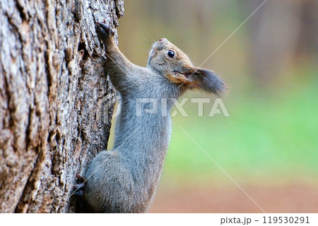 木に登るエゾリス 119530291