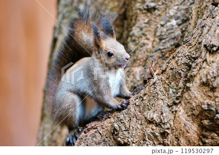 エゾリス エゾリス 119530297