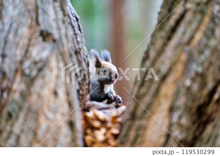 木の幹に現れたエゾリス 木の幹に現れたエゾリス 119530299