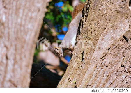 木に登るエゾリス 木に登るエゾリス 119530300