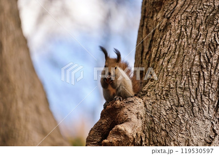 木の上でクルミを食べるエゾリス 木の上でクルミを食べるエゾリス 119530597