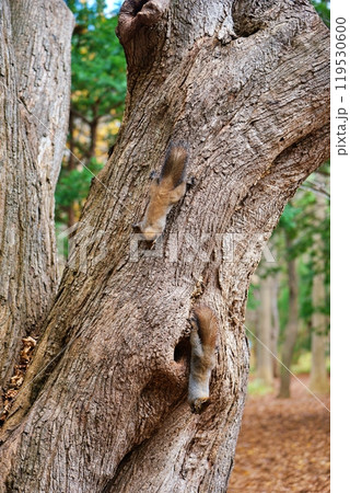 木に登る二匹のエゾリス 木に登る二匹のエゾリス 119530600
