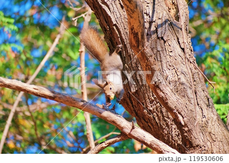 木の上でクルミを食べる冬のエゾリス 木の上でクルミを食べる冬のエゾリス 119530606