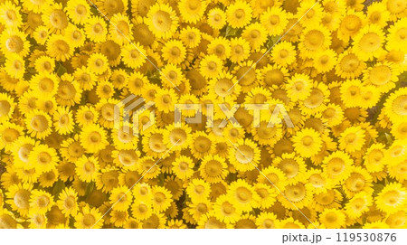 Close-up view of clouds, lit by the sun from below, against a deep blue sky 119530876