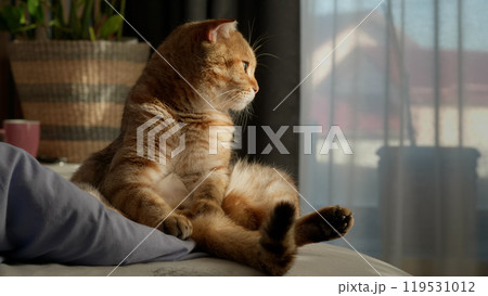 A cozy scene of a light brown tabby cat sitting upright on a bed, gazing thoughtfully out of the window. The sunlight illuminates its soft fur, creating a serene and peaceful atmosphere A cozy scene of a light brown tabby cat sitting upright on a bed, gazing thoughtfully out of the window. The sunlight illuminates its soft fur, creating a serene and peaceful atmosphere 119531012