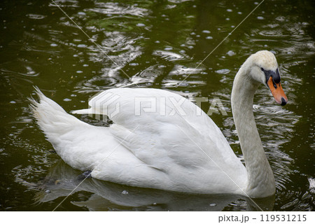 white swan on the lake white swan on the lake 119531215