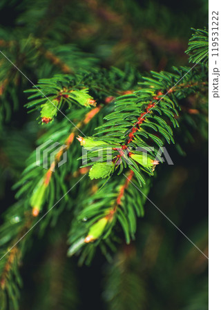 close up of pine needles close up of pine needles 119531222
