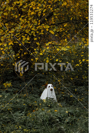 funny Labrador dog is dressed in Halloween ghost costume, pet in white cape is hiding  119531274