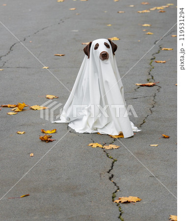 Labrador dog dressed in costume Halloween party, ghost pet in white cape sitting on cracked road 119531294