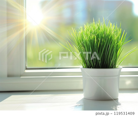 Potted green grass on a windowsill basks in the warm sunlight from the window 119531409