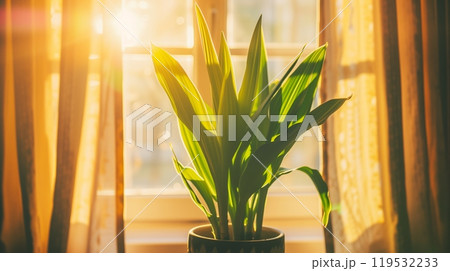 Indoor plant with vibrant green leaves bathed in the warm sunlight by a window 119532233