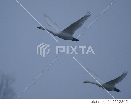 白鳥舞う 白鳥舞う 119532845
