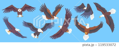 Bald Eagle flying icons set, American eagle with white tail and head, vector wild bird of prey soaring, falcon or hawk Bald Eagle flying icons set, American eagle with white tail and head, vector wild bird of prey soaring, falcon or hawk 119533072