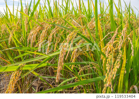 日本の風景「稲穂」 119533404