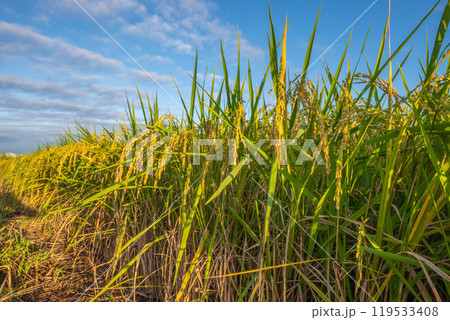 日本の風景「稲穂」 119533408