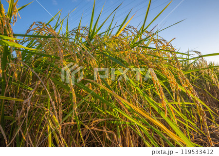 日本の風景「稲穂」 日本の風景「稲穂」 119533412