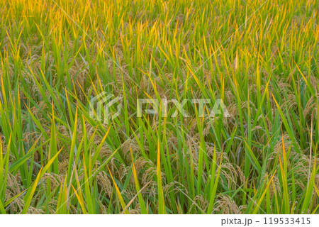 日本の風景「稲穂」 日本の風景「稲穂」 119533415