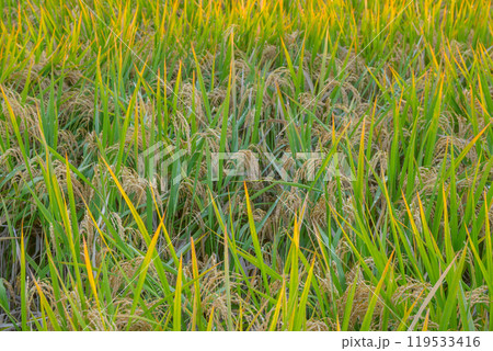 日本の風景「稲穂」 119533416
