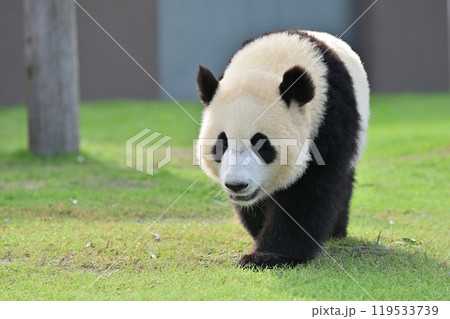 お散歩中の海浜 お散歩中の海浜 119533739